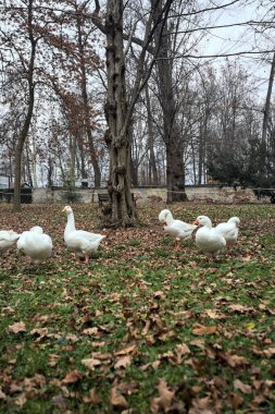 Sonbaharda bulutlu bir günde parkta yeşilliklerle kaplı bir çimenlikte kaz sürüsü.