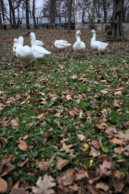 Sonbaharda bulutlu bir günde parkta yeşilliklerle kaplı bir çimenlikte kaz sürüsü.