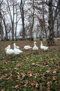 Sonbaharda bulutlu bir günde parkta yeşilliklerle kaplı bir çimenlikte kaz sürüsü.