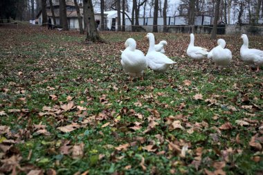 Sonbaharda bulutlu bir günde parkta yeşilliklerle kaplı bir çimenlikte kaz sürüsü.