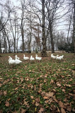 Sonbaharda bulutlu bir günde parkta yeşilliklerle kaplı bir çimenlikte kaz sürüsü.