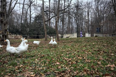 Sonbaharda bulutlu bir günde parkta yeşilliklerle kaplı bir çimenlikte kaz sürüsü.