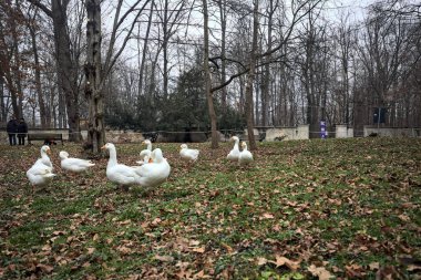 Sonbaharda bulutlu bir günde parkta yeşilliklerle kaplı bir çimenlikte kaz sürüsü.