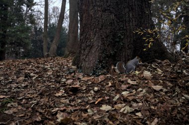 Sonbaharda bir parkta yapraklarla kaplı bir çimenlikteki sincap.