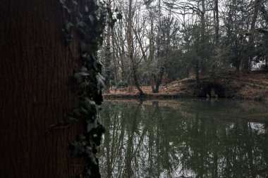 Sonbaharda bulutlu bir günde suya düşen ağaçların yansımalarıyla dolu bir parkta gölet.