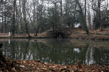 Sonbaharda bulutlu bir günde suya düşen ağaçların yansımalarıyla dolu bir parkta gölet.