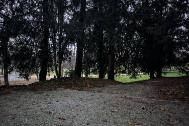 Sonbaharda bulutlu bir günde ağaçların altındaki gölgede toprak yol.