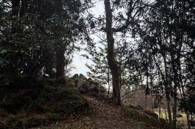 Sonbaharda bulutlu bir günde ağaçların altındaki gölgede toprak yol.