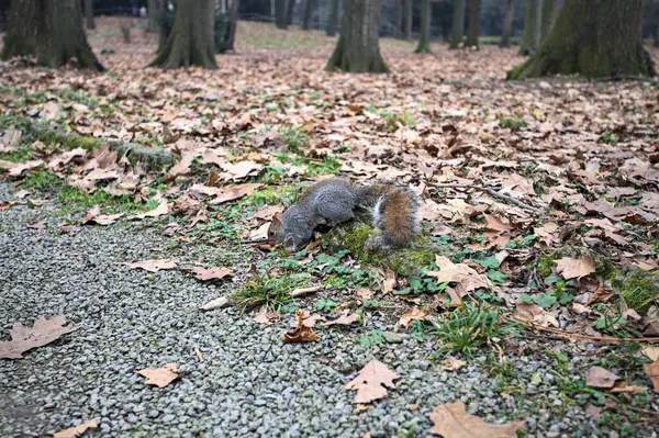 Sonbaharda bir parkta yapraklarla kaplı bir çimenlikteki sincap.