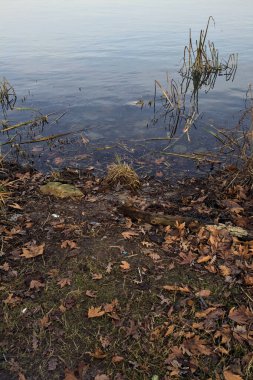Sonbaharda göl kıyısında bitkiler ve düşen yapraklar
