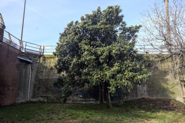 Sonbaharda parktaki bir köprünün yanındaki Magnolia ağacı.