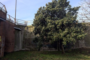 Sonbaharda parktaki bir köprünün yanındaki Magnolia ağacı.