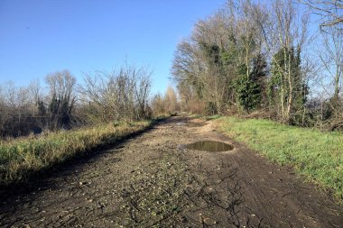 Ağaçlarla çevrili su birikintileri olan toprak yol.
