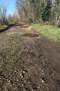 Ağaçlarla çevrili su birikintileri olan toprak yol.