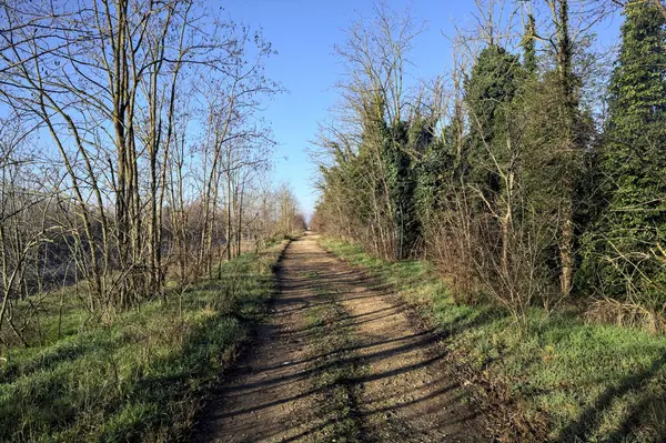 Ağaçlarla çevrili su birikintileri olan toprak yol.