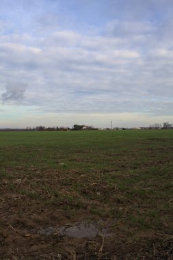 Tarlada yetiştirilmiş bir tarlanın sınırı