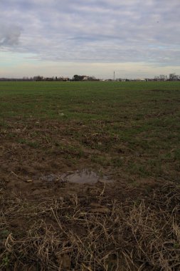 Tarlada yetiştirilmiş bir tarlanın sınırı