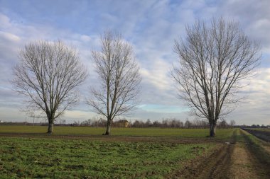 Çimenlikte üç kavak