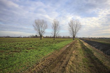 Çimenlikte üç kavak