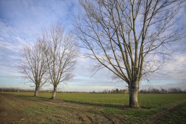 Çimenlikte üç kavak