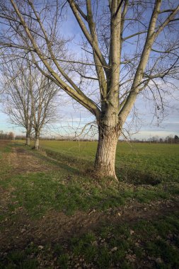 Çimenlikte üç kavak