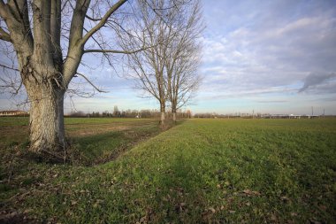 Çimenlikte üç kavak