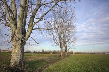 Çimenlikte üç kavak