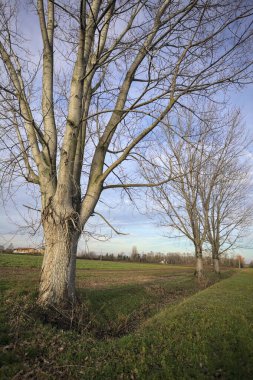 Çimenlikte üç kavak