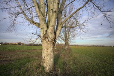 Çimenlikte üç kavak