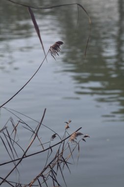 Gölün kıyısındaki sazlıklar