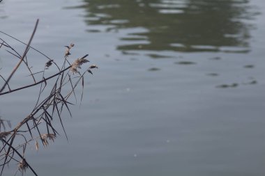 Gölün kıyısındaki sazlıklar