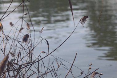 Gölün kıyısındaki sazlıklar