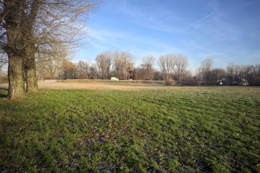 Arazi ve göl kenarında bir ağaç.