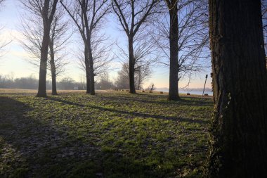 Bir parkın açıklığında çıplak kavak ağaçları