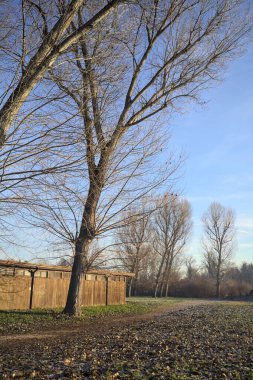 Bir parkın açıklığında kirli yollar.