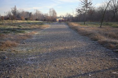 Bir açıklık ve bir parkın ağaçları arasındaki yol
