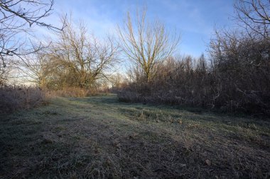 Parkta kırağı kaplayan otlak bir patika.