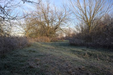 Parkta kırağı kaplayan otlak bir patika.