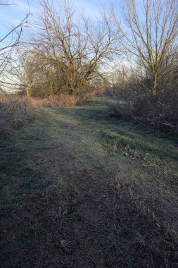 Parkta kırağı kaplayan otlak bir patika.