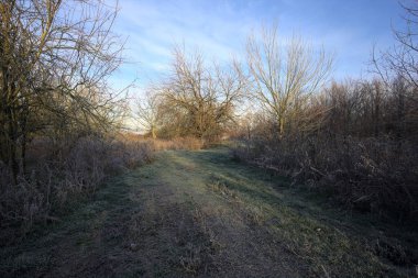 Parkta kırağı kaplayan otlak bir patika.