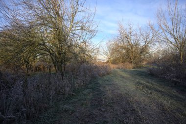 Parkta kırağı kaplayan otlak bir patika.