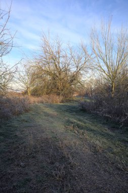 Parkta kırağı kaplayan otlak bir patika.