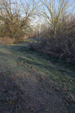 Parkta kırağı kaplayan otlak bir patika.