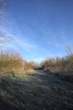 Parkta kırağı kaplayan otlak bir patika.