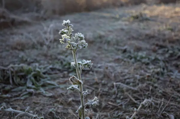 Wild plant on the ground covered by hoarfrost