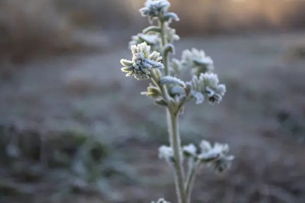 Wild plant on the ground covered by hoarfrost