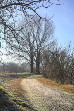Çıplak kavak ağaçlarıyla çevrili toprak yol yere gölge düşürüyor.