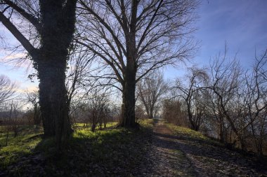 Çıplak kavak ağaçlarıyla çevrili toprak yol yere gölge düşürüyor.