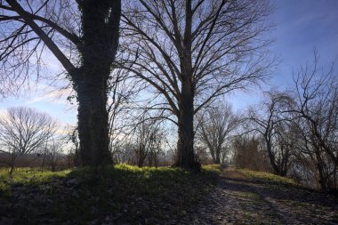 Çıplak kavak ağaçlarıyla çevrili toprak yol yere gölge düşürüyor.