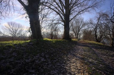 Çıplak kavak ağaçlarıyla çevrili toprak yol yere gölge düşürüyor.